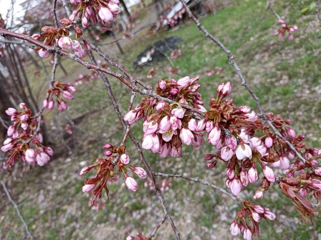 桜・桜と言っても満開の桜ではありませんが・<br />今日は5月５日　子供の日（＾＾）<br /><br />何時もと違う子供の日ですが・世間の子供たちはどうしているのだろう～<br />そして暇なnimame/<br /><br />本当は満開の桜を見たいのですが、nimame只今仕事の待機中の身（笑）<br />もし電話があれば直ぐ行く体制です。<br /><br />なので暇な今日は桜＆子供達の集まる道立公園へ行って来ました。<br /><br />