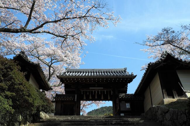 醍醐の桜を見に日帰りした京都。やっぱりもっとゆっくり京都の桜を楽しみたくて、3月末に2泊3日で再訪してきました。今回の主な目的は伏見十石舟、背割堤、滋賀の三井寺と琵琶湖疎水の桜。これまでの京都とはまた違った風景を堪能しました。<br /><br />1日目（3/30)<br />  伏見十石舟、石山寺、琵琶湖疎水、三井寺<br /><br />2日目（3/31)<br />  背割堤、石清水八幡宮、伏見十石舟、平安神宮、南禅寺、東寺<br /><br />3日目（4/1)<br />  毘沙門堂、三井寺<br /><br />伏見十石舟と三井寺で撮りたい写真があったので2度通うという変則行程。しかも混雑を避けて京都の中心街はほとんど訪れていないので観光の参考にはならないルートですが、桜のキレイ所を集めてみました。<br /><br />あじさいも咲き始めたこの季節、さくらの旅行記は「今さら感」しかありませんが、これで2021年のさくら旅の締めくくりです。