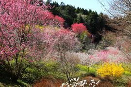 ◆春爛漫の万華鏡～山森沢・桃源の里