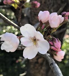 白馬村の休日☆2021年3月14日◇信濃路寄り道ショッピングから夕陽の美濃路へ。そして、我が家の桜♪