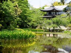 20210506-1 京都 勧修寺の杜若もそろそろやろかと