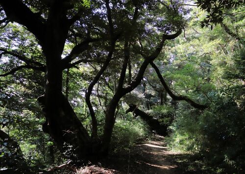 佐倉市散策(55)・・佐倉城址公園に樹木を訪ねて(後編 佐倉市散策(55)・・佐倉城址公園に樹木を訪ねて(後編