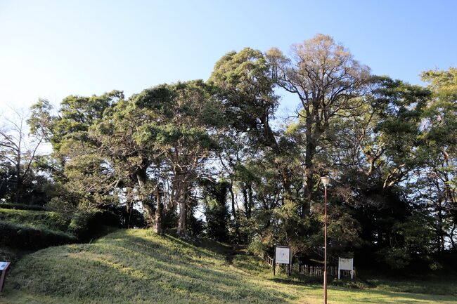 佐倉城址公園は、佐倉城・佐倉連隊跡地に、昭和39年（1964）から計画・整備が進められ、「歴博」の愛称で親しまれている国立歴史民俗博物館が、昭和58年（1983）に、この佐倉城址公園に建設され開館しています。佐倉城址公園は、平成19年（2007）には、「日本の歴史公園100選」に選ばれています。<br /><br />佐倉城趾公園は、春の桜（約50品種、約1,100本）、初夏の花菖蒲（約30品種、約9,000株）、晩秋の紅葉・黄葉（モミジ、イチョウなど）の時期には、沢山の人々で賑わいます。「歴博」の見学を含めて、たっぷり１日楽しめます。駐車場は全て無料で５ヶ所有り、「歴博」にはレストランもあります。<br /><br />佐倉城址公園には、佐倉城の築城時に植えられた樹齢400年以上の「夫婦モッコク」を初め、スダジイ、エノキ、ムクノキ、シラカシ、ウラジロガシ、センダン、イロハモミジ、ヒマラヤスギなどの大木・巨木も多数見られます。歴博の「くらしの植物苑」やグリーンアドベンチャーコースを廻るのもお勧めです。<br /><br />尚、2022年11月現在、前編・後編合わせて242種類の樹木を掲載しています。<br /><br />参考文献； 千葉県立中央博物館製作「樹木検索図鑑」、「庭木図鑑 植木ペディア」、「みんなの 趣味の園芸」NHK出版、国立歴史民俗博物館「くらしの植物苑」パンフレット、「よくわかる 樹木大図鑑」平野隆久著/永岡書店など<br /><br />お薦め旅ブログ； 佐倉市散策（38）・・佐倉城址公園にグリーンアドベンチャーコースを訪ねます。 佐倉市散策（50）・・日本百名城、佐倉城址に咲く1,100本の桜を訪ねます。<br /><br />2021/05/10 第1版<br />2021/05/15 第2版<br />2021/05/20 第3版<br />2021/05/27 第4版<br />2021/06/05 第5版<br />2021/06/12 第6版<br />2021/06/18 第7版<br />2021/06/26 第8版<br />2021/07/10 第9版<br />2021/07/29 第10版<br />2021/08/31 第11版<br />2021/09/22 第12版<br />2021/09/28 第13版<br />2021/10/14 第14版<br />2021/11/03 第15版<br />2022/01/14 第16版<br />2022/03/04 第17版<br />2022/04/28 第18版<br />2022/05/19 第19版<br />2022/08/03 第20版<br />2022/11/08 第21版<br />