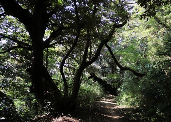 国立歴史民俗博物館では、生活文化を支えてきた植物を系統的に植栽し、その理解をより深めることを目的として、「くらしの植物苑」を開設しています。苑内には、「食べる、治す、織る・漉く、染める、道具を作る、塗る・燃やす」という６つのテーマに沿って、さまざまな植物を植栽しています。「くらしの植物苑」には100種類を超える樹木が植栽されています。<br /><br />佐倉城址公園のグリーンアドベンチャー常設コースは、社団法人青少年交友協会によって、平成18年（2006）に設置されています。佐倉城の姥ヶ池→三の丸→二の丸→本丸→二の丸→三の丸→姥ヶ池と廻るコースで、47本の樹木が選定されています。樹木の前にはＱ＆Ａパネルが設置されています。答えはパネルをめくると出てきます。約100分で廻れます。<br /><br />佐倉城址公園内では、江戸時代から名桜と呼ばれる13品種をはじめ、約50品種・1,100本の桜が咲き誇ります。河津桜・大寒桜などの早咲きが3月上旬～中旬に咲きはじめ、染井吉野・大島桜・八重紅枝垂などが3月下旬～4月上旬に咲き誇ります。朱雀・一葉・関山・普賢象・松月などの遅咲きは4月中旬～下旬まで楽しめます。<br /><br />姥が池から梅林を通り坂を上ると東屋に出ます。この東屋の周辺にはイロハモミジの大木が多く、紅葉の名所になっています。また、本丸を囲む空堀にも多数のイロハモミジが見られます。自由広場の道路沿いのイチョウの並木とともに、紅葉・黄葉のベストスポットです。イチョウ並木の「大粒の銀杏」採りは、強風翌日の楽しみです。<br /><br />佐倉城址公園のヘビ坂～帯曲輪跡～浅間坂（佐倉城の西・南斜面）を歩くと、昼なお暗い鬱蒼とした散策路脇に日陰に強いアオキ・ヤツデが群生、帯曲輪跡（上下2段）にはスダジイの大木・巨木が多数見られます。歴博を囲むようにケヤキが、駐車場にはクスノキが植栽されています。馬出し空堀とボックスウッドの生垣も見所です。<br /><br />2021/05/10 第1版<br />2021/05/15 第2版<br />2021/05/20 第3版<br />2021/05/27 第4版<br />2021/06/05 第5版<br />2021/06/12 第6版<br />2021/06/18 第7版<br />2021/06/26 第8版<br />2021/07/10 第9版<br />2021/07/29 第10版<br />2021/08/31 第11版<br />2021/09/22 第12版<br />2021/09/28 第13版<br />2021/10/14 第14版<br />2021/11/03 第15版<br />2022/01/14 第16版<br />2022/03/04 第17版<br />2022/04/28 第18版<br />2022/05/19 第19版<br />2022/08/03 第20版<br />2022/11/08 第21版<br /><br /><br />