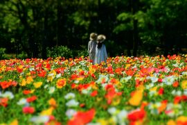 まるで映画のワンシーン(#^^#)　　花いっぱいのパラダイス『くじゅう花公園』