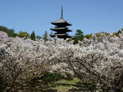 仁和寺の御室桜＆原谷苑の花々を楽しむ