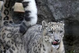 【おさんぽ動物園ログ】多摩動物公園 2019年11月