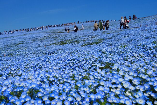 6年ぶりに国営ひたち海浜公園のネモフィラを見に行ってきました。<br />今年の見頃は例年よりも早く４月中旬～下旬。<br /><br />運よく平日の休みと好天が重なり、まさにネモフィラ日和（笑）。<br /><br />丘一面、青色に染まった風景は、感動的でした。<br /><br />コロナの影響もあり、例年よりは人出は少ないと思いますが、それでもやはりそれなりの混雑。<br />青空の下、みんなマスクして大人しく見学しているのは、日本人の長所かな。<br /><br />ネモフィラ以外にも満開のチューリップ畑も見事で、しばしの非日常を満喫できた1日でした。