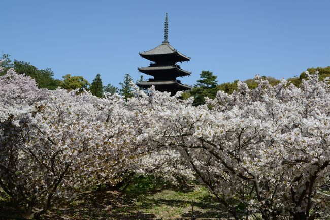 「日本のさくら名所100選の地」を訪ねて、今回、仁和寺に出掛ける。<br />その後、近くの原谷苑へ。<br />バス1日券(600円)を利用しての花巡りです。<br /><br />原谷苑へは仁和寺前のタクシー乗り場より、タクシーにて(料金=1020円)。<br />帰りは、京都市バス利用で、京都駅へ。<br /><br />・仁和寺<br /> 宇多天皇が仁和4年(888)に創建、後に出家し、僧坊である御室を営み、後に地名となった。江戸時代に建立された二王門(重文)は京の三大門のひとつ。境内には金堂(国宝)、五重塔(重文)があり、御殿は、宸殿、黒書院、白書院からなる御所風建築で平安王朝文化の薫りが漂う。茶室の遼廊亭(りょうかくてい)・飛濤亭(ひとうてい)は重文。裏山には御室八十八カ所の小祠もある。遅咲きの御室桜も有名【京都府観光ガイドより】<br /><br />・御室桜について <br />遅咲きで、背丈の低い桜です。近年までは桜の下に硬い岩盤があるため、根を地中深くのばせないので背丈が低くなったと言われていましたが、現在の調査で岩盤ではなく粘土質の土壌であることが解りました。ただ、粘土質であっても土中に酸素や栄養分が少なく、桜が根をのばせない要因の一つにはなっているようです。あながち今までの通説が間違いと言う訳ではなさそうです。詳しくは現在も調査中です【仁和寺御室桜の特徴より】<br /><br />・原谷苑<br /> 約1万2千㎡の苑内に梅、椿、もみじなど様々な樹木が植樹されており、中でも20数種類の桜が約1ヶ月の間咲き続け、雪柳、木瓜、つつじ、山吹、しだれ桃などが花をそえます。特に八重紅しだれ桜の開花が始まると、苑全体が紅色に染まり、また満開になると淡いピンク色に変わっていく様は幻想的です【京都府観光ガイドより】<br /><br />・仁和寺/御室花まつり 特別入山料 500円<br /><br />・原谷苑 入苑料 1,500円 <br /> <変動制>桜の開花状況により、変動<br /><br />・仁和寺についてはこちら<br /> https://ninnaji.jp/ <br /><br />・原谷苑についてはこちら<br /> http://www.haradanien.com/