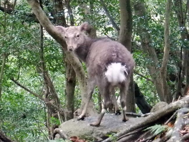 小学生くらいの時から行きたかった縄文杉に行けることに 行くと決めてからはウォーキングに、高尾山、筑波山に行ったりと準備運動もしました 登山初心者、どうなることやら…<br /><br />●JAL/JAC 羽田~鹿児島~屋久島・乗り継ぎ鹿児島空港 なぜか気になる崎陽軒 https://4travel.jp/travelogue/11686064<br />●2日目 縄文杉登山☆往復22km 縄文杉・ハートの切り株ウィルソン株・走るトロッコに遭遇 https://4travel.jp/travelogue/11687141<br />●3日目 やくざる号で屋久島一周☆やくざる・やくしかにも遭遇♪ https://4travel.jp/travelogue/11691516<br />●4日目 白谷雲水峡トレッキング☆もののけ姫の世界苔むす森・太鼓岩 https://4travel.jp/travelogue/11693216