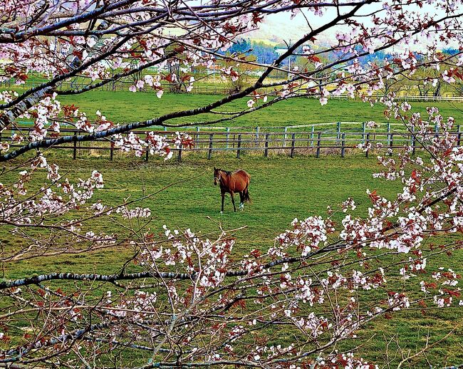 桜<br />と<br />馬<br />☆<br />皐<br />月<br />な<br />ら<br />で<br />は<br />◇<br />春<br />風<br />景