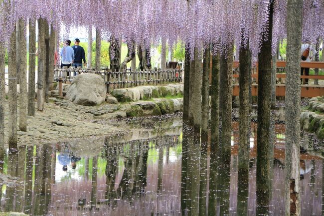 かつて津島市は「藤浪の里」といわれたほどの藤の名所。<br />その名残を今に伝えるのが、毎年4月下旬から5月上旬にかけて行われる「尾張津島藤まつり」です。会場となる天王川公園には、長さ275m、面積約5,034平方メートルの見事な藤棚があります。<br /><br />2021年度は、新型コロナウィルス感染症拡大防止の観点から、藤棚ライトアップ、ステージイベント、野点、まつり関連イベント等は行いませんが、藤の観賞は可能です・・・・愛知県公式観光ガイド<br /><br />桜、ツツジと続けば、次は藤の花。<br />今年は、花のサイクルが異常に早くて、追っかけも大変。<br /><br />以前も行きましたが、久し振りに津島市にある天王川公園に行ってみました。<br />今回は、電車旅ですが、通勤時間帯を避けるために、朝早く家を出ることにしました。