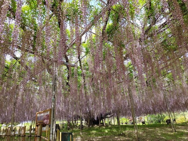 樹齢１６０年、日本最大面積の藤棚と言われるあしかがフラワーパークのふじ。<br />人が多くてなかなか行けなかったが、やっと今年行く事が出来た。<br />開園早々、人の少ない内に入園し、見事なふじの花を満喫する。