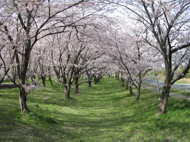 街歩き21・東温市　重信川沿いの桜