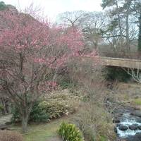 熱海梅園梅まつりと糸川桜まつりへ。宿泊先は旅荘天城。