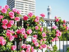 横浜ローズウィーク 　バラを愛でに港の見える丘公園と山下公園へ　ガーデンネックレス 2021YOKOHAMA