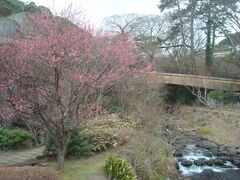 熱海梅園梅まつりと糸川桜まつりへ。宿泊先は旅荘天城。