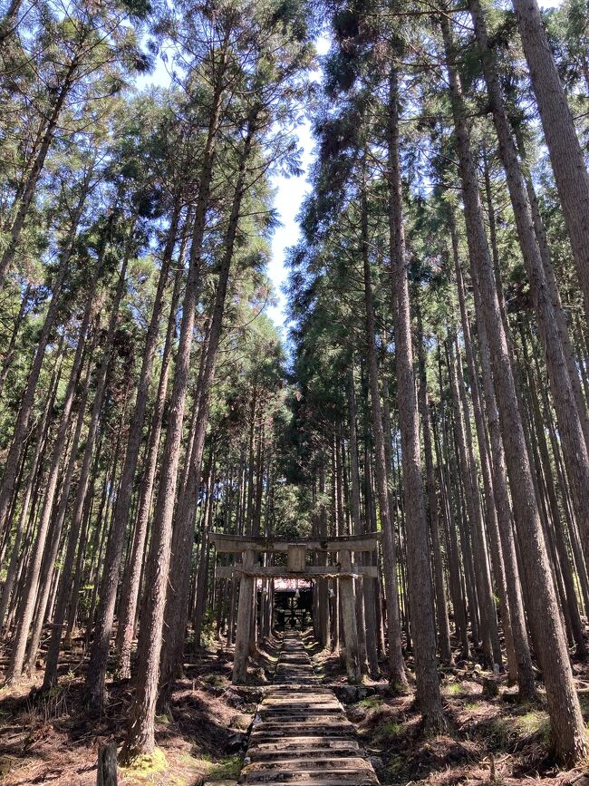 京の週末　「森の京都」京北のマイナースポットをご紹介～黒田百年桜・賀茂神社～