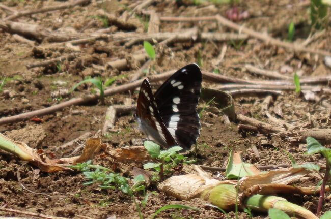 5月8日、午前10時20分過ぎに川越市の森のさんぽ道へ行きました。　この日の最高気温は26℃くらいでやや蒸し暑かったです。<br />歩くと少し汗をかきました。　この日に見られた蝶は下記の通りです。<br /><br />①今年初めてイチモンジチョウが見られました。　羽化したばかりで羽が美しかったです。<br />②ハルジオンの花にツマグロヒョウモン、ダイミョウセセリが見られました。<br />③クヌギの樹の葉にコミスジが見られました。<br />④草原や森の中にキチョウは見られました。<br />⑤写真は撮れませんでしたが、ナガサキアゲハ、クロアゲハ、ナミアゲハが見られました。<br /><br />*写真は今年初めて見られたイチモンジチョウ
