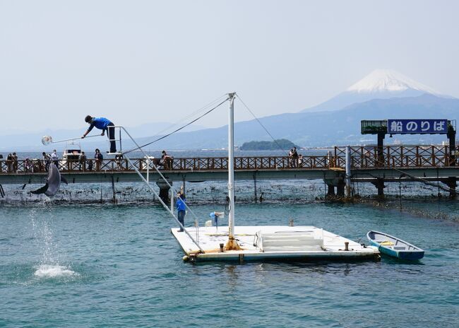 GW5/4は市内のあわしまマリンパークへ行ってきました。<br />沼津市内には3つの水族館がありますが、こちらは内浦地区の駿河湾に浮かぶ淡島の島内にある水族館です。沼津市街からは車で20～30分ぐらいです。