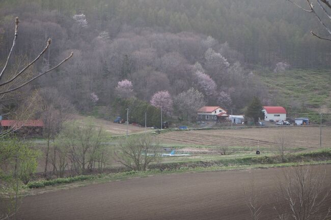 今年のＧＷは、雨と強風で寒くて家を出るのも億劫になるような天気で終わってしまった。<br />その間に桜が咲き始め、そして散ってしまった。<br />なんて短い春。<br />それじゃあ、初夏を感じにいつもの美瑛町と上富良野町を回ってみようと愛車を走らせた。