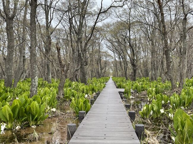 長い連休が始まりましたが、「旅行」なんてものは当分お預け。<br /><br />北海道は、桜の開花のニュースもでて、これからがいい季節。<br />じっとしているのもつらいし、人混みを避けてのお出かけなら感染リスクも低いよね、と近場・マイナー・短時間のお出かけをすることに。<br /><br />サクラは例年より早く開花したというけど、まだ満開には早いし…<br />それにこう寒くちゃ、のんびり桜も楽しめないよね～。<br /><br />そういえば、札幌のお隣石狩に「水芭蕉」の群生地があるらしいけど、この寒さならまだ咲いている？<br />ということで、石狩というより、ほぼ札幌といってもいい場所にある「マクンベツ湿原」に出かけてきました。<br /><br />５月になったというのに気温6度７度といわれる一日、寒さに震えながらのお出かけです。<br /><br />水芭蕉だけで帰ってくるつもりが、ついでに「石狩灯台」に立ち寄ったことから、予定外の石狩の歴史探訪の一日となりました！<br /><br />★石狩市公式HP★<br />https://www.city.ishikari.hokkaido.jp/site/sightseeing-guide/1590.html<br />