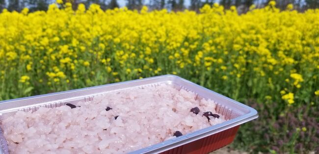 八郎潟駅からバスで大潟村菜の花ロードに<br />行って来ました<br />バスの終点でホテルの展望温泉に入って来ました