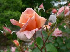 大神ファームの「Ｒｏｓｅ　ｆｅｓｔａ２０２１」スタート初日に訪れ綺麗な薔薇の花を沢山、見てきました!(^0^)!
