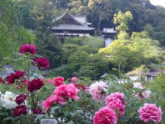 クロスカブで西国観音巡り　4日目　牡丹咲く長谷寺へ行きました。