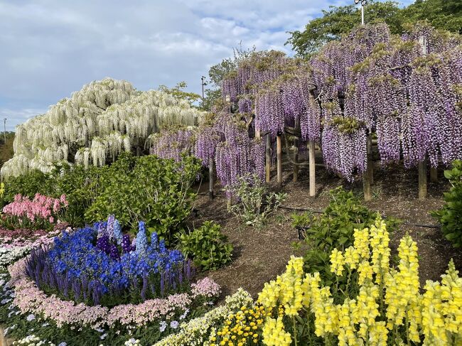 21年 妖艶に咲き乱れる藤の花inあしかがフラワーパーク 前編 昼間の色とりどりなお花たち 足利 栃木県 の旅行記 ブログ By Milkさん フォートラベル