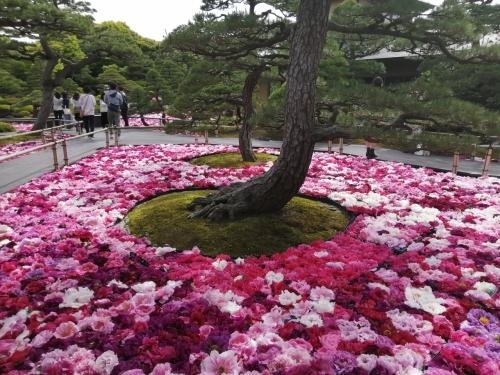 GWに山口・島根・鳥取の山陰を周遊してきました。3県とも行ったことがあるのですが日本100名城のスタンプを集める前だったので山陰の全ての100名城を回ることをメインにそのほか前回行ってなかった場所で気になっていたところをまわってきました。事前の天気予報では雨が多かったのですが予報よりは天気は良かったです。<br /><br />★旅行記２０のルート<br />松江駅→由志園（牡丹苑路・池泉牡丹～茶房 一望）→松江駅<br /><br />１．羽田空港～下関移動＆ウズハウス宿泊<br />２．下関 唐戸市場 活きいき馬関街～関門トンネル人道で門司に移動<br />３．門司港 潮騒号乗車～門司港レトロ観光～元祖瓦そば たかせ<br />４．巌流島～桃太郎～海峡ゆめタワー展望台～おかもと鮮魚店<br />５．下関から電車とバスで角島大橋まで移動<br />６．角島サイクリング（角島灯台～角島八幡宮～たまや）～特牛駅<br />７．東萩に移動～はた満のちゃんぽん～旅館芳和荘宿泊<br />８．萩 松下村塾～松陰神社～東光寺～吉田松陰誕生地・墓所<br />９．萩 伊藤博文別邸～藍場川～明倫学舎～萩城城下町さんぽ<br />10．萩 萩城跡指月公園～どんどんのうどん<br />11．鍾乳洞の秋芳洞を正面入口から黒谷口まで歩いてみた<br />12．カルスト台地の秋芳台を歩いてみた<br />13．湯田温泉さんぽ<br />14．DＬやまぐち号で津和野に移動<br />15．津和野 殿町通り～太鼓谷稲成神社～津和野城址<br />16．津和野さんぽ（殿町通り～太鼓谷稲荷神社～乙女峠マリア聖堂～ピノロッソでランチ）<br />17．津和野から「特急スーパーおき」で松江に移動<br />18．国宝松江城～松江護国神社～松江城山稲荷神社<br />19．松江城周辺さんぽ（喫茶きはる～カラコロ工房～珈琲館）<br />20．松江 由志園 GW期間限定の池泉牡丹を見に行く←★今ここ<br />21．松江 宍道湖の夕日＆宍道湖サンセットカフェ<br />22．名探偵コナン列車で安来駅に移動～月山富田城入口まで<br />23．安来 戦国大名尼子氏が本拠を構えた月山富田城<br />24．安来 日本庭園ランキングで1８年連続で1位の足立美術館<br />25．花と鳥の楽園 松江フォーゲルパークへ行ってみた<br />26．松江から鳥取にあめつち号で移動＆コナン電車＆まつやのホルモン焼きそば<br />27．鳥取砂丘＆鯛喜の海鮮丼<br />28．鳥取 さんかく氷＆砂の美術館（チェコ＆スロバキア編）<br />29．鳥取城址～仁風閣～喫茶ベニ屋～すなば珈琲<br />30．鳥取コナン空港から羽田空港へ移動