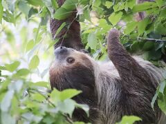 花と春雷のGWの埼玉こども動物自然公園（東園）朝昼夕ともコアラ三昧でピリーくんふくちゃんたっぷり！～ナマケモノのノンちゃんウォークを独り占め