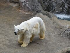 有名な旭山動物園に行ってきました．