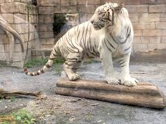 東武動物公園・ホワイトタイガーに会いに