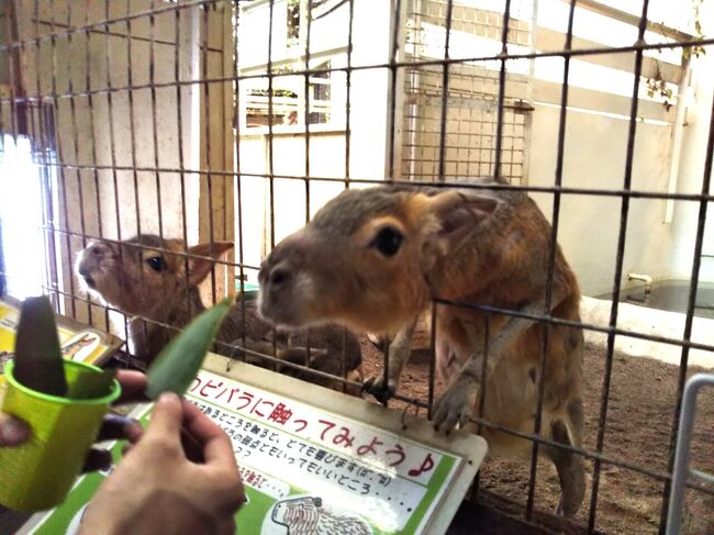 ゴールデンウィークの真っ只中に鮑やステーキ込みの食事が付いた温泉宿に1人1室で宿泊し、往復の交通費とスィーツだのお土産だの、全ての出費を合わせて約2万円。これってツアーでも何でも無いのにメチャお得でしょ(゜∇^d)!!<br />まあ、そうじゃなければ行けてませんが。<br />四万温泉と草津温泉、初日の4日の方が天気が良さそうだったので、レンタサイクルを利用する予定でいた四万温泉へ。久々の草津温泉は何も予定を決めずにお天気次第で過ごそうと翌5日に。<br /><br />雨の予報は午後からでしたが、実際には9時30分のチェックアウトの時点で既に小雨がパラつき始めてました。<br />天気にかかわらず予定していたのは<br />①西の河原露天風呂<br />②草津熱帯圏<br />③スパゲッティー専科はらっぱ(高崎駅ビル店)<br />この3つを訪れる事だけでした。<br />とは言え、だけじゃ終わりませんが♪