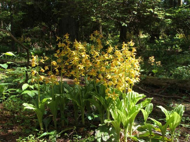 高天山草園（たかまさんそうえん）でエビネランが咲いてます<br /><br />高天山草園<br />https://takama-sanyasoen.jimdofree.com/<br /><br />御所市観光ガイド<br />https://www.city.gose.nara.jp/kankou/0000001459.html<br /><br />