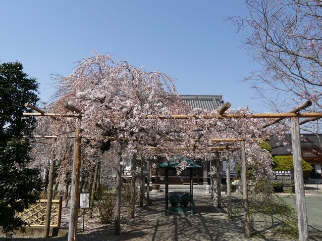 栃木県佐野市の「満願寺」で枝垂れ桜を見た後、南へ500ｍほど移動して、「西光院」へ行きました。ここにも枝垂れ桜があります。<br /><br />この日（3月26日）、すぐ近くの「満願寺」では、枝垂れ桜が咲き始めていて見頃間近でしたが、ここ「西光院」の枝垂れ桜は散り進んでおり、見頃は過ぎていました。「西光院」には枝垂れ桜以外にも何種類かのサクラがあり、それらは開花が進んでいて、見頃間近でした。（2021.05.11.記）<br /><br />佐野市観光協会のホームページには、時季になると佐野市内の桜情報が掲載されます。<br />今シーズンは、<br />3月16日……枝垂れ桜が見頃<br />3月22日……枝垂れ桜が見頃<br />3月27日……枝垂れ桜が見頃過ぎ<br />3月30日……境内の数カ所でサクラが見頃、と書かれていました。