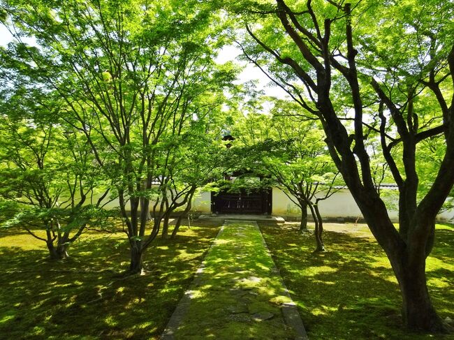 楓の庭　　妙覚寺