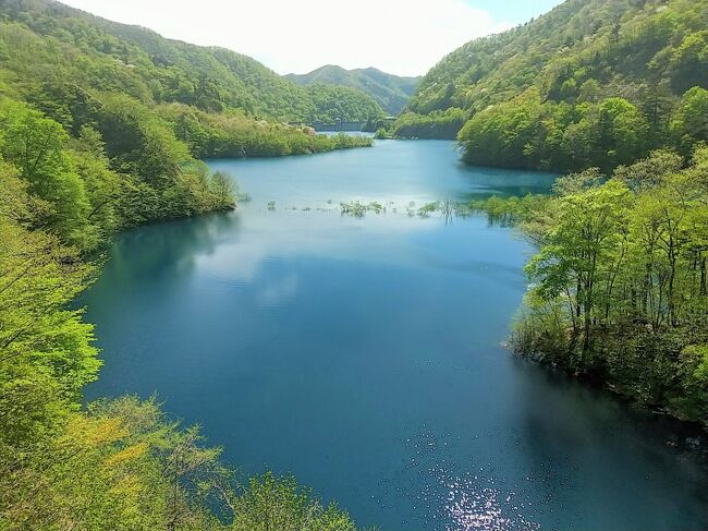 父を送って実家に行った帰りに温泉に2泊してきました<br />1泊目は20年ぶりくらいの四万温泉<br />宿は千と千尋の神隠しのモデルとなった旅館のひとつとしても有名な積善館<br />今回は佳松亭の露天風呂付コンセプトルームに宿泊<br /><br />宿に行く前に四万ブルーで有名な奥四万湖へ行ったのでまずはそちらから♪<br />青空の下、奥四万湖の水はまさにブルーで夫も私も魅了されました!<br />天気が良い日に行けば見られるものと思っていましたが<br />冬から春にかけてが確率としては高くなるそうです<br />新緑も綺麗だったし桜も満開でこの時期おススメ!(^^)!<br />ここはまた訪れたい場所になりました