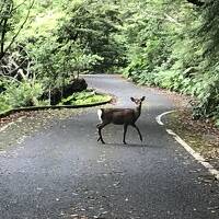 2021.5 死ぬまでにしたいこと達成する旅　2日目　フェリー屋久島編