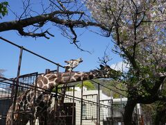 今年三回目の　¨OOJIZOO¨