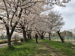 飯能市の新博物館と入間川沿いの桜を見に行った