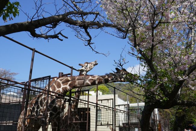 ツアーも催行中止ばかりで、ランチも行けないので動物園へ行って来ました。<br />開いてる時は何度も行きたいです。<br />今年三度目ですが、一回目は見たいものばかりで・・。<br />二回目は遊園地の観覧車が目的。<br />三回目は「キリン」！<br />桜が綺麗な時は「蜜」になるので、あえて避けました。