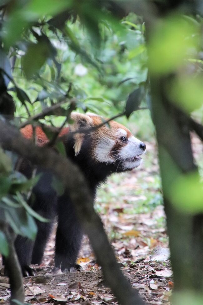 2021年のゴールデンウィークの埼玉こども動物自然公園(略して「埼玉ズー」)は人数制限をかけるため入園予約制となりました。<br />であれば、逆にいつものゴールデンウィークよりも空くわけです。<br />と思ったので、このゴールデンウィーク、休日勤務の予定がなくなったこともあり、一週間前の予約開始時から予約を取りました!<br />開園時間はいつもの9時30分から17時のところ、9時から18時に拡大されていて、その利点は、睡眠時間が長くて起きている姿がなかなか見られないコアラの方に当てましたが、本日、東園では、クオッカも見に行けなかったこともあり、ほぼコアラで占められました。<br /><br />前編の旅行記はこちら。<br />「花と春雷のGWの埼玉こども動物自然公園(東園)朝昼夕ともコアラ三昧でピリーくんふくちゃんたっぷり!~ナマケモノのノンちゃんウォークを独り占め」<br />https://4travel.jp/travelogue/11692163<br /><br />今回のゴールデンウィーク中、クオッカの観覧時館は10時~12時と15時から16時になっていました。<br />午前の時間帯は見に行こうと思ったときに雷雨に見舞われたので、あきらめました。<br />なのでいったん北園でレッサーパンダに会いに行ってからも東園に戻ろうと思いました。<br /><br />ところがレッサーパンダ展示場に到着したのはやっと15時。<br />しかも、待望のレッサーパンダ姉妹のみやびちゃんとりんちゃんの屋外展示の日!!<br />レッサーパンダの展示はたぶん3パターンくらいの日替わりだと思うのですが、レッサーパンダの体調や天候といった外的条件もあるはずなので、私はそのシフトの予想はあきらめてしまいました。<br />それにシフトに合わせて来園日を調整できると限らないので、結局、どの子にも会いたいのは変わらないので、その日、行ってみてのお楽しみでいいやと。<br />なのでせっかく屋外みやびちゃんの日で、みやびちゃんとりんちゃんの同居の日に、30分足らずで離席して、クオッカのところまで移動するのはもったいない!<br />それにこれからどんどん気温が高くなれば、屋外にいるレッサーパンダが見られなくなります。<br /><br />というわけで、久しぶりのみやびちゃんとりんちゃんが屋外で過ごす姿をたっぷり味わいました。<br />ちょうど地元のレッサーパンダ・ファンさんも午後から来ていたので、彼女も強いて言うならみやびちゃんファンということで気が合うので、ちょこちょことみやびちゃんの可愛いところの感想を言い合いながら見入るのも楽しかったです!<br /><br />りんちゃんは妹だけど気が強い子です。<br />そしてみやびちゃんとりんちゃんには姉妹の意識はないはずで、みやびちゃんにとってりんちゃんは年下のヤンキー(!?)みたいなものでしょう。<br />みやびちゃんびいき、いや、りんちゃんファンも愛しさを込めて、白顔のりんちゃんのことを、こっそり(?)「白鬼ちゃん」と呼んでいたりします。<br />だけど、みやびちゃんも案外負けていないのです。<br />りんちゃんは正々堂々と(?)みやびちゃんににらみをきかせ、ちょっかいかけるけれど、みやびちゃんは時々ですが。りんちゃんが油断をしているときに後ろからアタックすることがあるのです。<br />可愛ければ袈裟まで可愛いってやつでしょうか。<br />でも少なくとも、一方的にやられているだけで、たくましさがないのは心配ですし、レッサーパンダはもともと単体生活の動物なので、同居によりストレスを貯める一方ではかわいそうですが、みやびちゃんがそうではなさそうなので、ほっとしているというわけです。<br /><br />今回は、みやびちゃんが一人で楽しそうにはしゃいでいるところを何度か見かけました。急にぴょんぴょん飛びはねたり、るんたった歩きをしたり、灌木に飛びついたりしていました。私が見ていなかった時間帯では枝運びもしていたようです。<br />そしてりんちゃんは案外そんな時にみやびちゃんちょっかいをかけていました。<br />りんちゃんがみやびちゃんを追いかけっこしているところも何度かみかけましたが、みやびちゃんから誘うように走り始めたように見えたときもありました。<br />もしかしたらりんちゃんは、みやびちゃんと遊びたいだけかもしれないと思うようになりました。<br />少なくとも本日私が見られた絡みは全然本気ではなく、姉妹ともにだいぶ余裕が見えたので、そうかもしれません。<br /><br />今回はワオキツネザルの赤ちゃんも目当てした。<br />ここのところ北園と東園の往復でワオギツネザル舎の前を通りかかるのに、時間が足らなくなるのを恐れてワオキツネザルはスルーしていたので、久しぶりでした。<br />公式フェースブックで赤ちゃんがママから離れて1人でも過ごすようになったと知って、もうだいぶ成長したのだろうと思っていたら、まだまだちびっ子でした!<br />そして1人でも過ごすようになったとっても、ママのすぐそばでちょこちょこ動いていただけなので、ママと一緒で小ささが際立つ上、ママの後ろに隠れているだけではないので姿がよく見えるという、ある意味、一番の見応えある時期でした!<br />ちょっとだけ様子を見るつもりでしたが、いつまでも見ていたい可愛らしさと面白さで離れがたかったです。<br /><br />今回は北園では、ここのところわりと時間をかけていたコツメカワウソや、ぴょんぴょん村のウサギたち、なかよしコーナーはさくっと回っただけになりました。<br />でも、このこところ回れなかったプーズーやペンギンヒルズまで行くことはできました。<br />エコハウチューは、屋内施設なので、今回は人数制限がされていましたが、私が訪れた時は夕方で、すでに来園者が少なくなっていたので、さほど待つことなくすぐに入れました。<br />グンデイの赤ちゃんはもうだいぶ大きくなったろうと思ってましたが、まだ子どもらしさが残っていて可愛かったです!<br />次に入る人が待ってなかったので、エコハウチューでもゆっくり過ごせました。<br /><br />また、ゴールデンウィーク中の春は次々と花が咲く季節です。<br />当初は森林公園や植物園に行こうと思っていた私は、花への関心が薄れたわけではありません。<br />今回は、自由広場と水鳥池の間の通路にところにある藤棚がちょうど満開でした。あの藤棚が満開でこれほど見頃のタイミングで訪れることができたのは初めてかもしれません。<br />来園者の中には、こんなにきれいな藤が見られただけでも来た甲斐があったかも、と言っている人もいました。<br />また、公式フェースブックではキンランが咲いているとあったのですが、それがどこに咲いているかとは書かれてありませんでした。<br />キンランは、森林公園で初めて見てから、この季節の花の中では私のお気に入りの花の1つとなりました。<br />閉園時間までの最後を東園で過ごそうと移動したときに、偶然ですが、見つけることができました。<br /><br /><人数制限で予約制で開園時間延長のGW中に訪れた我が家から1番近いレッサーパンダ動物園の埼玉こども動物自然公園の旅行記のシリーズ構成><br />□(東園)朝昼夕ともコアラ三昧でピリーくんふくちゃんたっぷり!~ナマケモノのノンちゃんウォークを独り占め<br />■(北園)レッサーパンダは待望の姉妹展示で時々絡んで追いかけっこ~久しぶりにプーズーやペンギンヒルズまで<br /><br />埼玉こども動物自然公園の公式サイト<br />http://www.parks.or.jp/sczoo/<br /><br /><タイムメモ><br />08:30 車で家を出発<br />09:00 埼玉こども動物自然公園の第2駐車場に到着<br />09:15 年パスで入園(開園09:00)<br />09:25-12:00 コアラ舎<br />(10:10~ユーカリ一部交換)<br />(10:40すぎ ピリーにユーカリ)<br />(11:00頃 女子コアラのユーカリ交換)<br />(11:20頃~雷雨)<br />12:00-12:25 ランチ休憩<br />(持参のパンとキッチンカーで購入)<br />(再び雨が降り始める)<br />12:30-12:35 カピバラ・ワラビー広場<br />12:40-13:10 コバトンロード~シカとカモシカ舎まで<br />(雨がやみ始めたので)<br />13:10-13:30 休憩<br />(マルバウツギの花の撮影しながら東園に戻る)<br />13:40-13:45 コアラ舎<br />(コアラ全員お休み/ピリーの屋外展示なし)<br />13:50-14:20 ワオキツネザル★<br />14:20-14:25 藤棚★<br />14:30-14:40 コツメカワウソ(男子チーム)★<br />14:40 ぴょんぴょん村★<br />14:40-14:50 なかよしコーナー★<br />15:00-15:05 マヌルネコ★<br />(オリーヴァのみ/ロータス熟睡)<br />(乳牛はすでに乳牛舎)<br />(カナダヤマアラシのとうこは展示お休み)<br />15:05-16:05 レッサーパンダ★<br />(屋外みやび・りん/屋内ハナビ)<br />16:05 シロフクロウ★<br />16:10-16:20 エコハウチュー★<br />(人数制限)<br />16:20-16:25 プーズー★<br />16:25-16:30 ペンギンヒルズ★<br />16:35-16:55レッサーパンダ★<br />(16:40~室内でハナビとリュウ・セイ展示交代)<br />(16:45頃 屋外姉妹収容)<br />16:55-17:00 フェネック・プレーリードッグ★<br />(ミーアキャットとヤブイヌは動き過ぎて撮れず)<br />17:05-17:10 マヌルロックのロータス★<br />17:15 乳牛舎の子牛3頭★<br />17:15 マーラ・ヒメマーラ★<br />17:20 キンラン★<br />17:35-17:55 コアラ舎<br />(ふくのみ目覚める)<br />(フタユビナマケモノのノンの散歩)<br />18:00 動物園を出る(閉園18:00)<br />18:10 駐車場を出発する<br />18:55~鶴ヶ島 蔵の湯で夕食・温泉・あかすりエステ<br /><br />※これまでの動物旅行記の目次を作成済。随時更新中。<br />「動物/動物園と水族館の旅行記~レッサーパンダ大好き~ 目次」<br />http://4travel.jp/travelogue/10744070<br /><br />※そのうち、これまでの埼玉こども動物自然公園の旅行記のURL集は、前編の旅行記「花と春雷のGWの埼玉こども動物自然公園(東園)朝昼夕ともコアラ三昧でピリーくんふくちゃんたっぷり!~ナマケモノのノンちゃんウォークを独り占め」の末尾にまとめました。<br />https://4travel.jp/travelogue/11692163