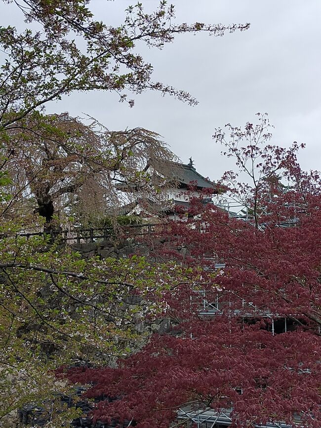GWを利用しての北陸ツアーの最終目的地は、金沢。<br /><br />コロナウイルス感染拡大の折、車での移動を選択した。<br /><br />札幌を早朝出発し、函館で満開の桜を見て、フェリーで青森にわたり、初日の宿泊地は、弘前。<br />弘前公園では、さくらまつりが開催されていたが、例年より桜の開花が早く、ソメイヨシノは、既に散っていた。<br /><br />弘前公園を散策した後、弘前駅前のお店で、地元のお酒と津軽の料理を楽しんだ。