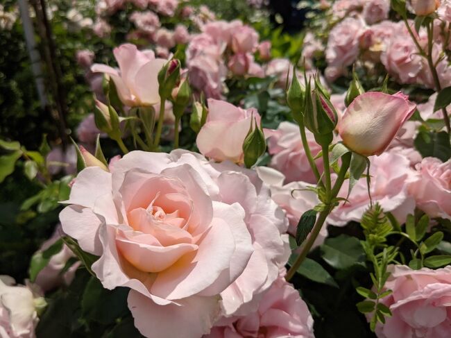 夏を思わせる、良いお天気の日。横浜のイングリッシュガーデンに薔薇を見に行ってきました。<br />行動が制限され・・・仕方がないとわかってはいても、滅入る日々。<br />可愛い薔薇に癒されにいきました(^^♪<br /><br />