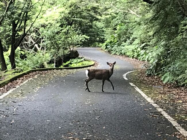 こんな時期に旅するなんて！ステイホーム！と、小池さんに怒られそうですが…（東京都在住ではありません）<br />キャンセル保証もないので、行ってまいりました。