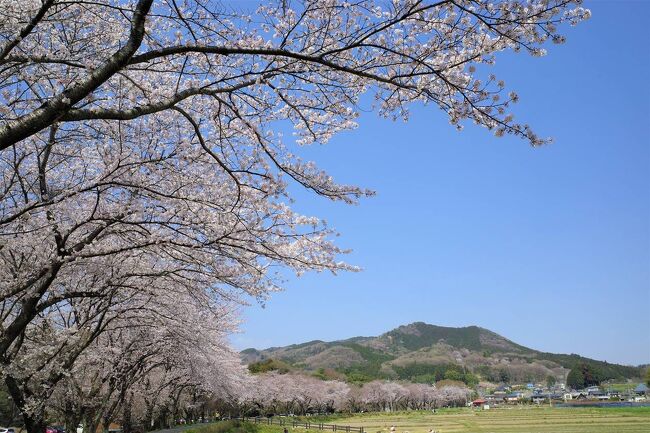埼玉・奥武蔵の天覧山～巾着田～日和田山へ日帰り登山に行ってきました。<br /><br />3月下旬からは桜やツツジが咲き始め、山でも麓でも花を楽しむことができます。中でもメインだったのは巾着田の桜並木！お花見名所の1つなだけあって、やっぱりすごく綺麗でした。<br /><br />駅から登り始められるのでコスパも良く、低山なので気軽に散策できるようになっています。<br /><br />▼ブログ<br />https://bluesky.rash.jp/blog/hiking/hiwadasan.html<br />