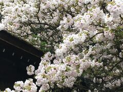 2021年4月　京都散策・鰻と桜