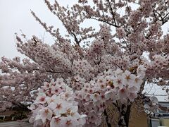 網走にも/こ～んなモコモコ状態の桜が咲いていました♪